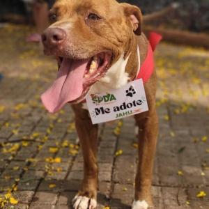 Imagem da notícia FILHOTES CONSEGUEM LAR COM CAMPANHA DE ADOÇÃO ANIMAL