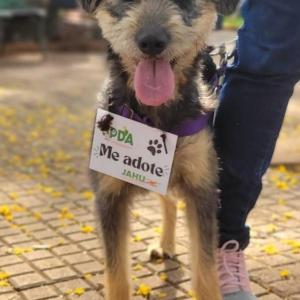 Imagem da notícia FILHOTES CONSEGUEM LAR COM CAMPANHA DE ADOÇÃO ANIMAL