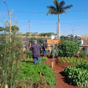 Imagem da notícia OFICINA DE PLANTAS MEDICINAIS