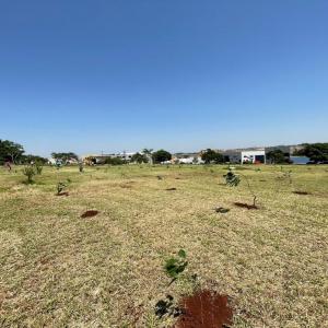 Imagem da notícia JARDIM ALVORADA GANHA 300 MUDAS DE ÁRVORES