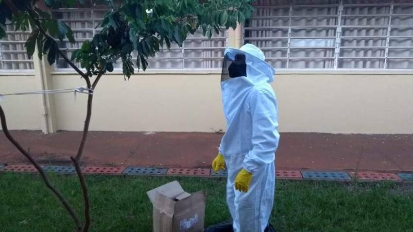 DEFESA CIVIL REMOVE ENXAME DE ABELHAS EM ESCOLA