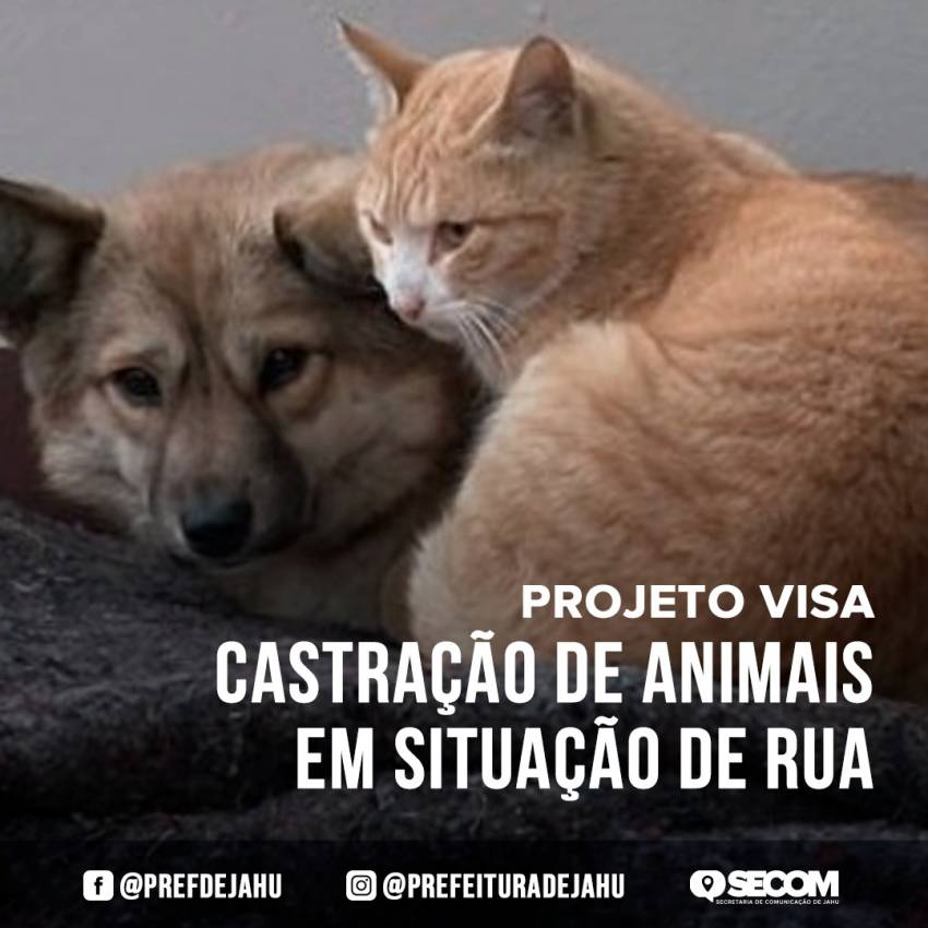 PROJETO VISA CASTRAÇÃO DE ANIMAIS EM SITUAÇÃO DE RUA