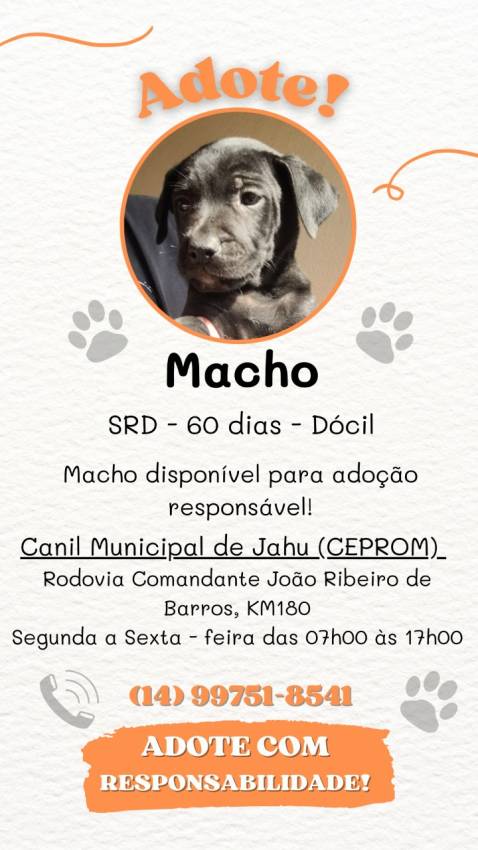 FILHOTES ESTÃO DISPONÍVEIS À ADOÇÃO
