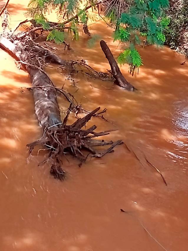 PREFEITURA REALIZA REMOÇÃO DE TRONCO DE ÁRVORE DO LEITO DO RIO JAÚ