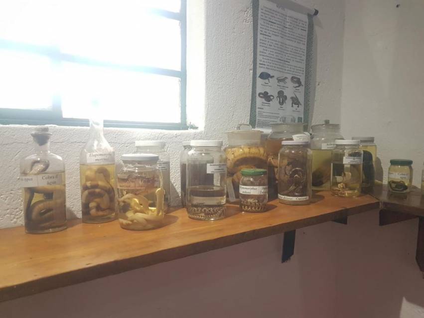 ESPÉCIMES SÃO TRANSFERIDOS PARA GALERIA ECOLÓGICA YA-HU