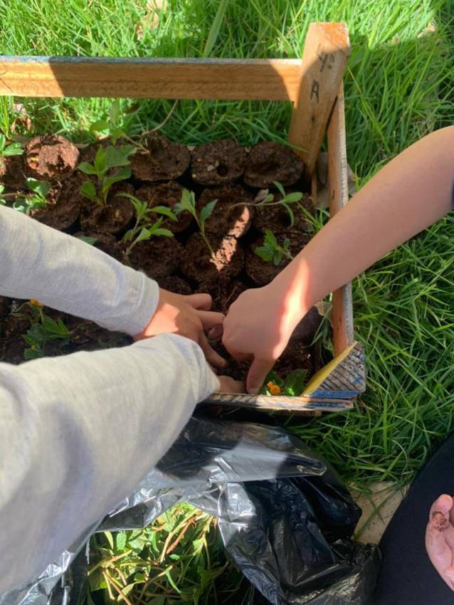 CRIANÇAS FAZEM VIVEIROS DE MUDAS DE ÁRVORES E PLANTAS ORNAMENTAIS