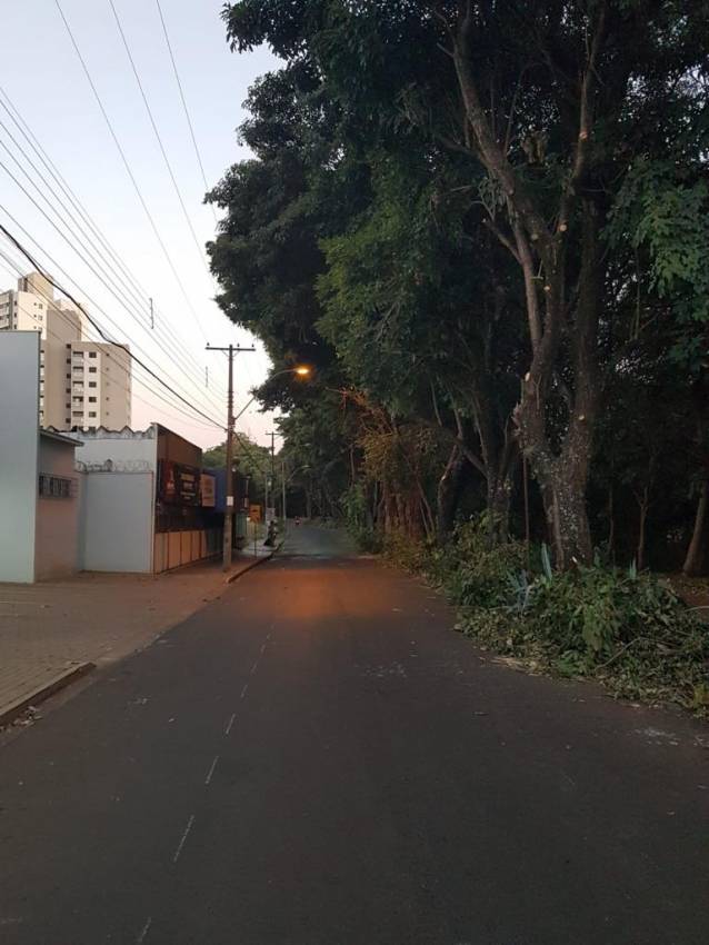 ÁRVORES PASSAM POR LEVANTAMENTO DE PODA