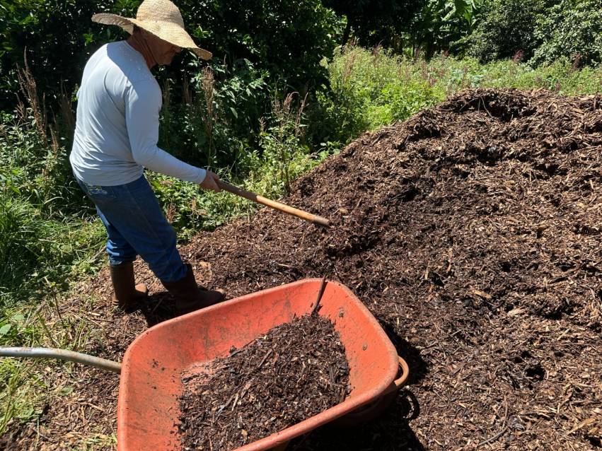 GALHOS TRITURADOS SÃO UTILIZADOS COMO ADUBO NAS HORTAS MUNICIPAIS