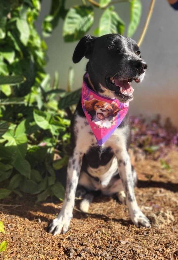 PENSOU TER UMA COMPANHIA TÃO FOFA COMO A MARGARIDA?