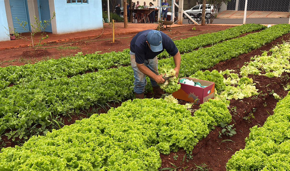 HORTAS MUNICIPAIS: VENDA DE PRODUTOS NESTA QUINTA-FEIRA (26/03)