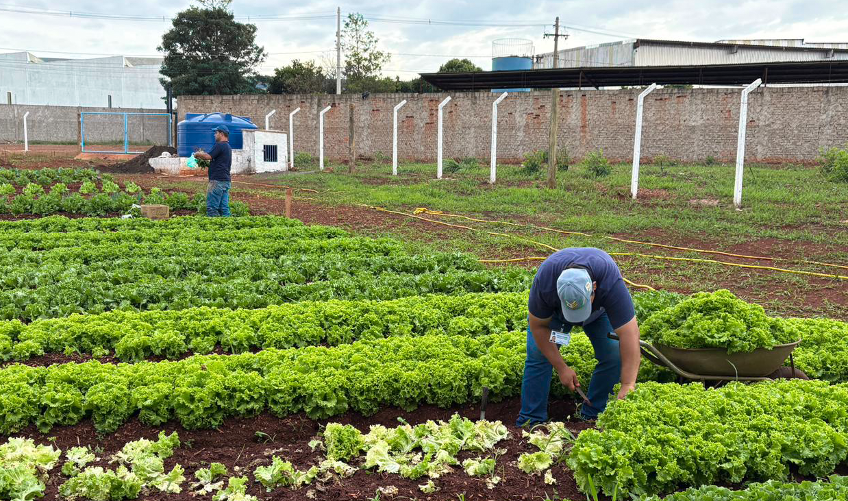 HORTAS MUNICIPAIS: VENDA DE PRODUTOS NESTA QUINTA-FEIRA (02/07)