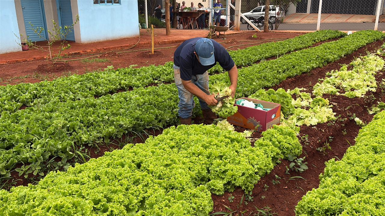 HORTAS MUNICIPAIS: VENDA DE PRODUTOS NESTA TERÇA-FEIRA (25/08)