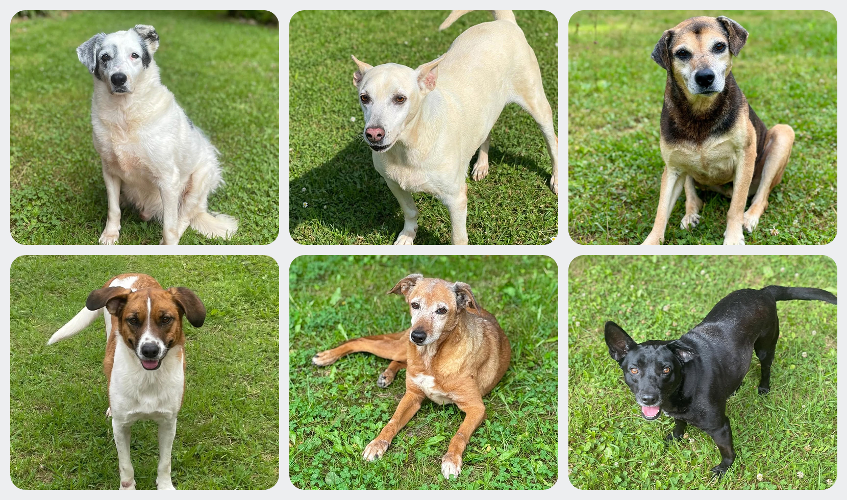 AUMIGUINHOS DE 4 PATAS DISPONÍVEIS PARA ADOÇÃO RESPONSÁVEL