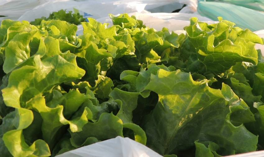 Hortas Municipais: Produtos à venda nesta quinta-feira, 10/10