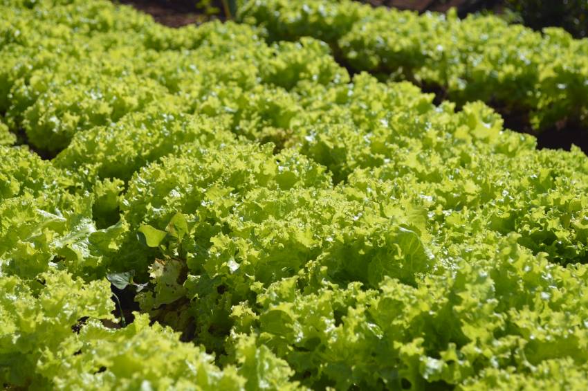 Hortas Municipais: Produtos à venda nesta terça-feira, 17/11