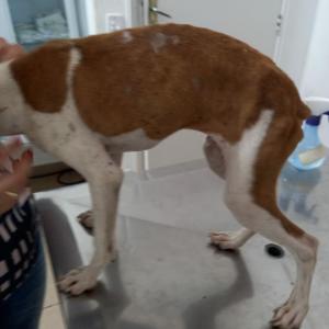 Imagem da notícia SECRETARIA RESGATA CÃES EM SITUAÇÃO DE MAUS-TRATOS