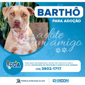 Imagem da notícia Animais para adoção