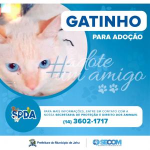 Imagem da notícia Animais para adoção
