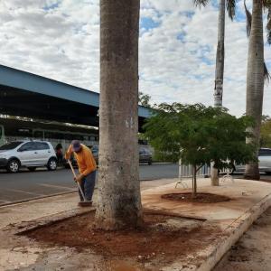 Imagem da notícia RECORTE EM CALÇAMENTO PARA PROTEGER PALMEIRAS