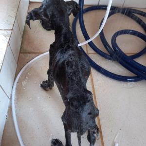Imagem da notícia CÃO É ENCONTRADO ABANDONADO EM ESTADO DE SOFRIMENTO