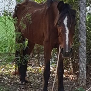 Imagem da notícia SECRETARIA RESGATA CAVALO E ÉGUA