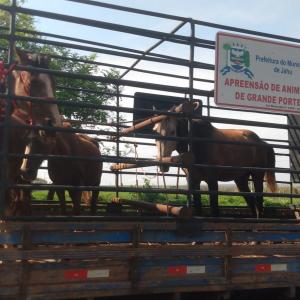 Imagem da notícia CINCO CAVALOS SÃO RETIRADOS DE VIAS PÚBLICAS