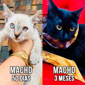 Imagem da notícia GATINHOS SUPER FOFOS PARA ADOÇÃO RESPONSÁVEL