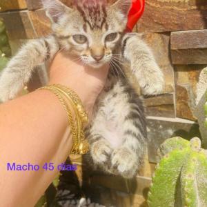Imagem da notícia CÃES E GATOS PARA ADOÇÃO RESPONSÁVEL
