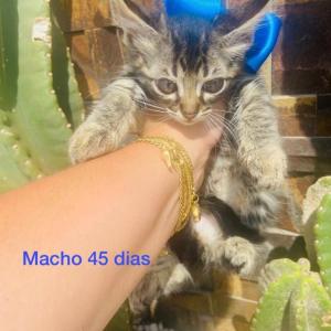 Imagem da notícia CÃES E GATOS PARA ADOÇÃO RESPONSÁVEL
