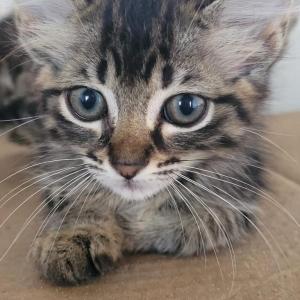 Imagem da notícia CÃES E GATOS PARA ADOÇÃO RESPONSÁVEL
