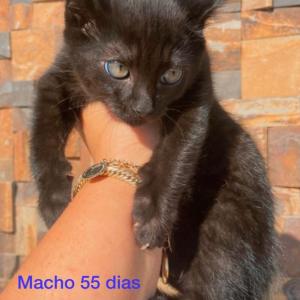 Imagem da notícia CÃES E GATOS PARA ADOÇÃO RESPONSÁVEL