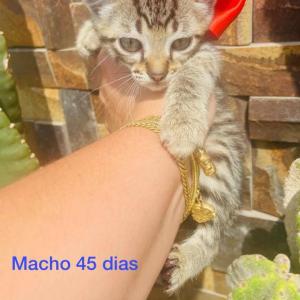 Imagem da notícia CÃES E GATOS PARA ADOÇÃO RESPONSÁVEL