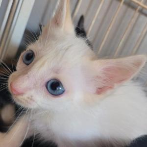 Imagem da notícia CÃES E GATOS PARA ADOÇÃO RESPONSÁVEL