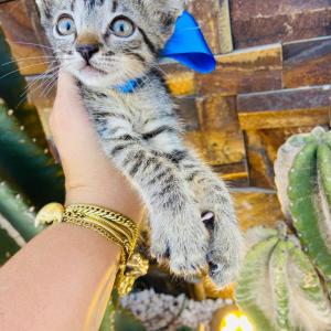 Imagem da notícia CÃES E GATOS PARA ADOÇÃO RESPONSÁVEL