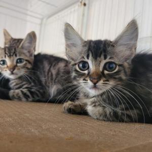 Imagem da notícia CÃES E GATOS PARA ADOÇÃO RESPONSÁVEL