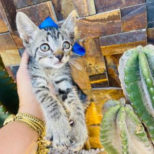 Imagem da notícia CÃES E GATOS PARA ADOÇÃO RESPONSÁVEL