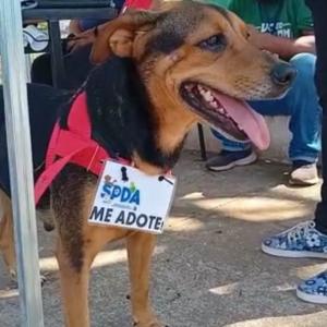 Imagem da notícia O SILVÉRIO É DA GENTE AGITA A POPULAÇÃO