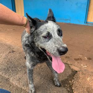 Imagem da notícia CACHORRO DA RAÇA BLUE HEELER APARECE NO CEPROM