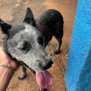 Imagem da notícia CACHORRO DA RAÇA BLUE HEELER APARECE NO CEPROM