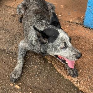 Imagem da notícia CACHORRO DA RAÇA BLUE HEELER APARECE NO CEPROM
