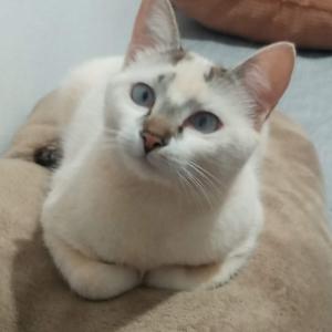 Imagem da notícia GATINHOS LINDOS E DÓCEIS PARA ADOÇÃO RESPONSÁVEL
