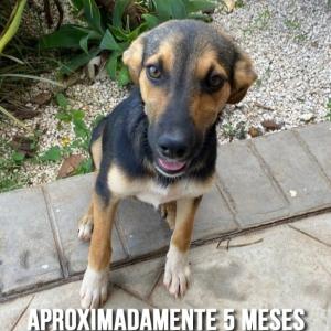 Imagem da notícia CÃO ADULTO E FILHOTES PARA ADOÇÃO RESPONSÁVEL