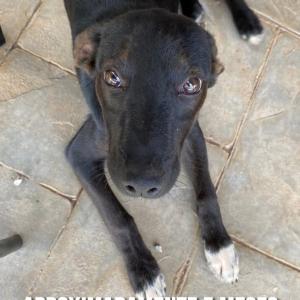 Imagem da notícia CÃO ADULTO E FILHOTES PARA ADOÇÃO RESPONSÁVEL