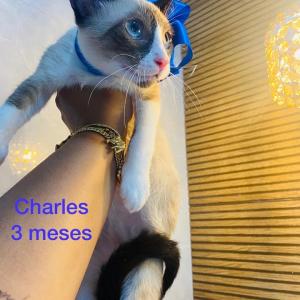 Imagem da notícia FOFURA ALÉM DA CONTA PARA ADOÇÃO RESPONSÁVEL
