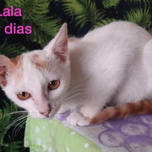 Imagem da notícia PETS IRRESISTÍVEIS PARA ADOÇÃO RESPONSÁVEL