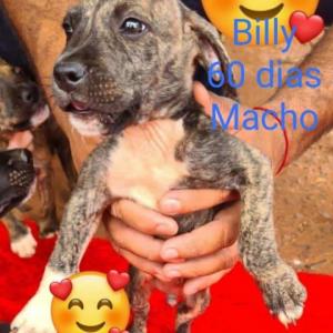 Imagem da notícia PETS IRRESISTÍVEIS PARA ADOÇÃO RESPONSÁVEL