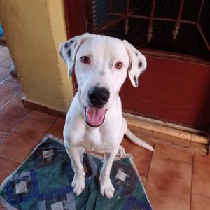 Imagem da notícia PETS IRRESISTÍVEIS PARA ADOÇÃO RESPONSÁVEL
