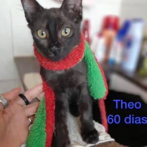 Imagem da notícia PETS IRRESISTÍVEIS PARA ADOÇÃO RESPONSÁVEL