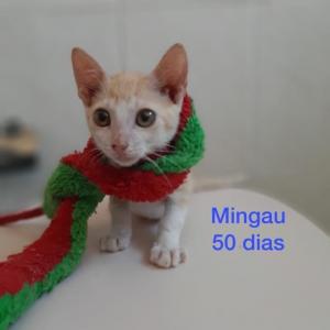 Imagem da notícia PETS IRRESISTÍVEIS PARA ADOÇÃO RESPONSÁVEL