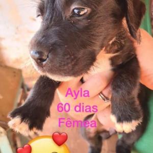 Imagem da notícia PETS IRRESISTÍVEIS PARA ADOÇÃO RESPONSÁVEL